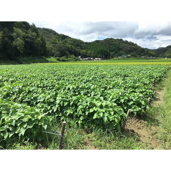 丹波黒豆茶/ティーバッグ 【20包×2袋セット】 ノンカロリー ノンカフェイン【代引不可】